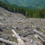 Facts are Stubborn Things: The Truth About Paper and Deforestation