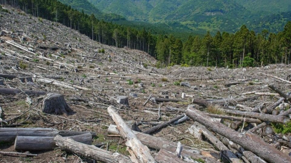 Facts are Stubborn Things: The Truth About Paper and Deforestation