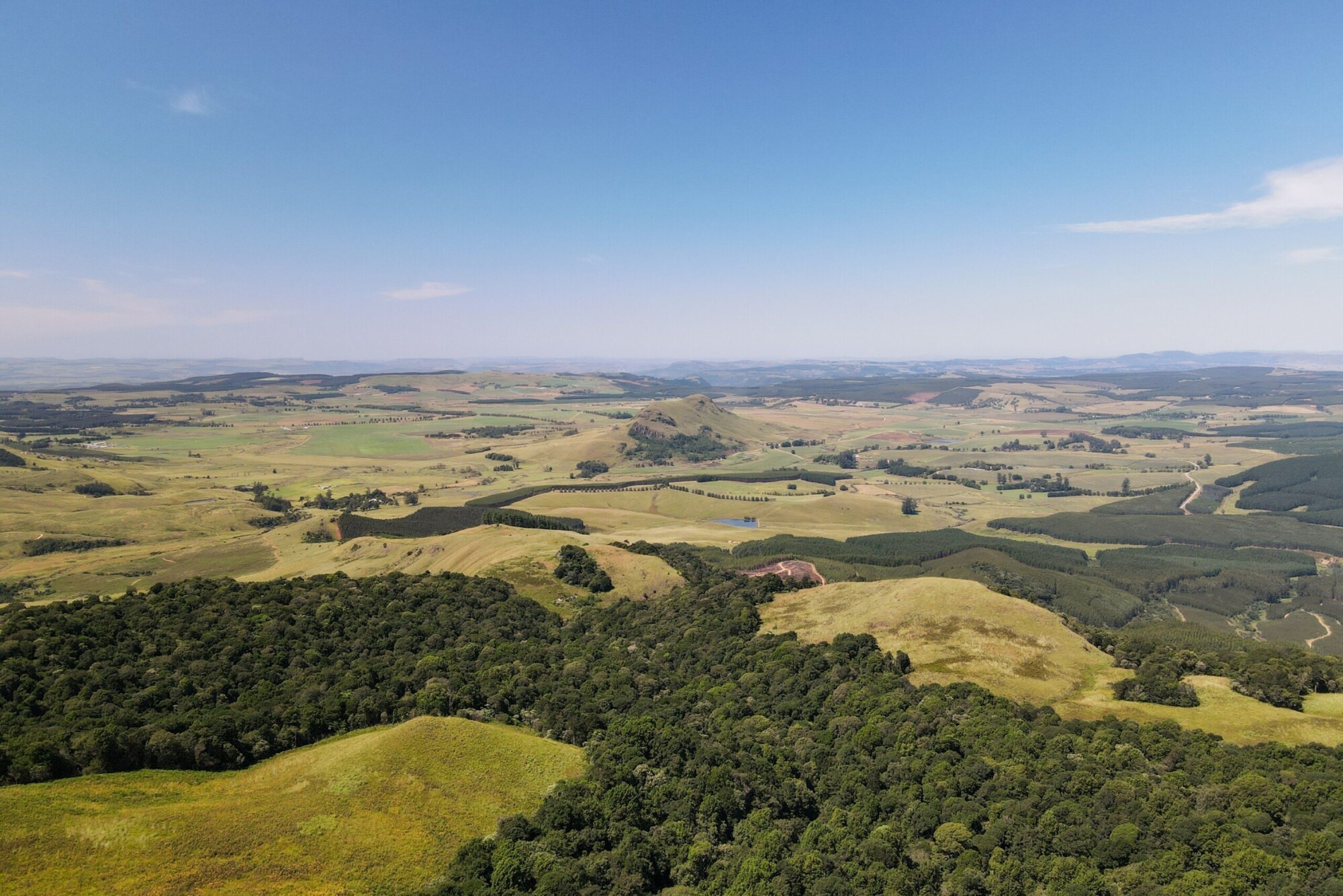 INTERNATIONAL DAY OF FORESTS, Seven things you didn’t know have their roots in wood
