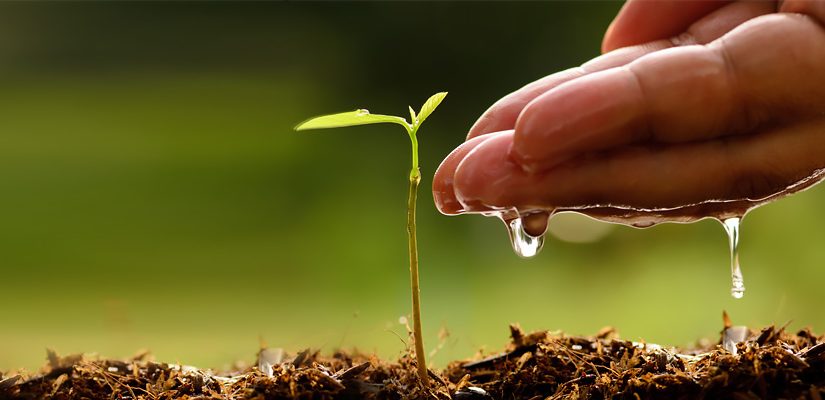 Around 55,000 participate in tree planting campaign in NE China