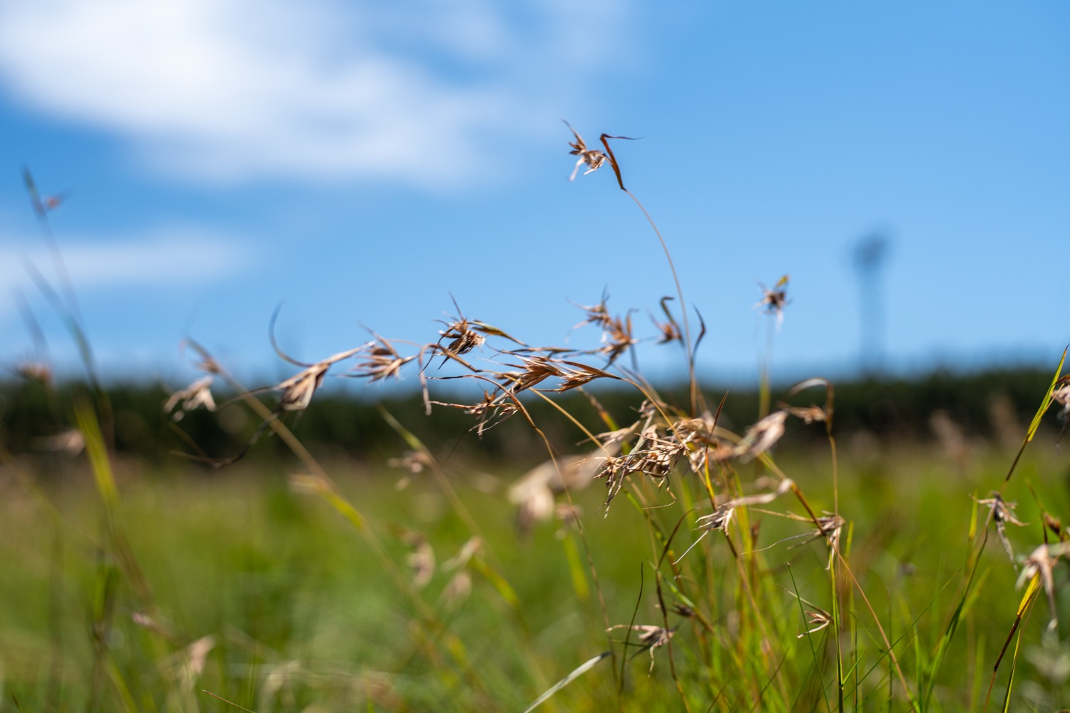 South African forestry: a beacon of hope for biodiversity conservation